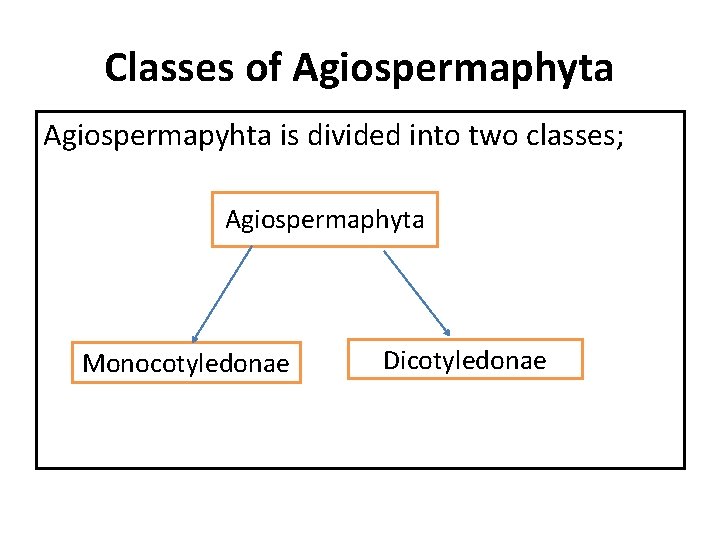 Classes of Agiospermaphyta Agiospermapyhta is divided into two classes; Agiospermaphyta Monocotyledonae Dicotyledonae 