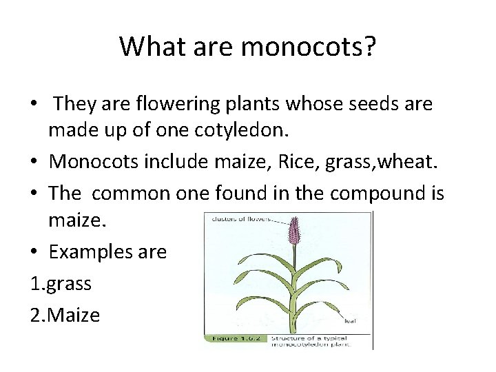 What are monocots? • They are flowering plants whose seeds are made up of