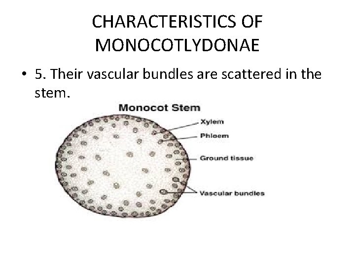 CHARACTERISTICS OF MONOCOTLYDONAE • 5. Their vascular bundles are scattered in the stem. 