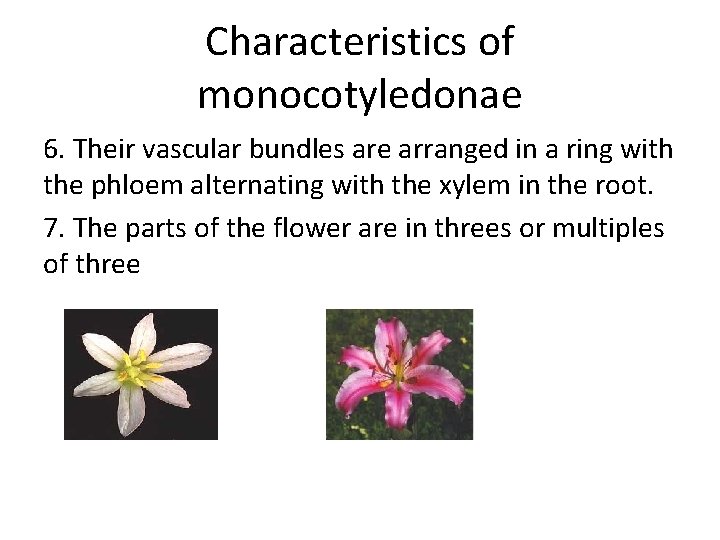 Characteristics of monocotyledonae 6. Their vascular bundles are arranged in a ring with the