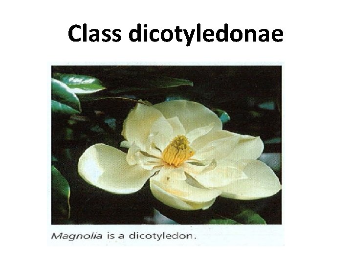 Class dicotyledonae 