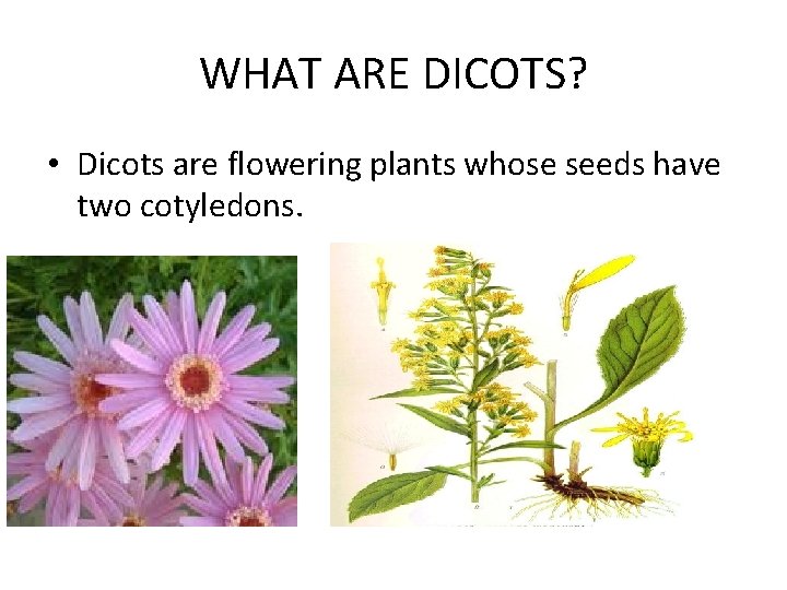 WHAT ARE DICOTS? • Dicots are flowering plants whose seeds have two cotyledons. 