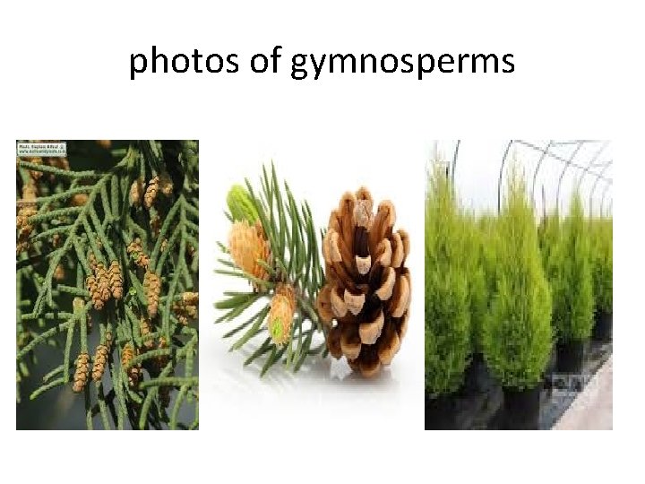 photos of gymnosperms 