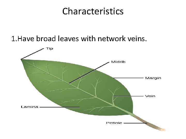 Characteristics 1. Have broad leaves with network veins. 