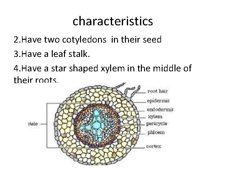 characteristics 2. Have two cotyledons in their seed 3. Have a leaf stalk. 4.