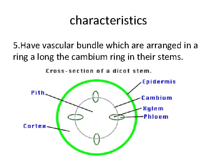 characteristics 5. Have vascular bundle which are arranged in a ring a long the