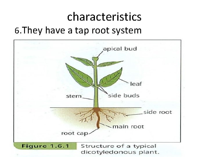 characteristics 6. They have a tap root system 