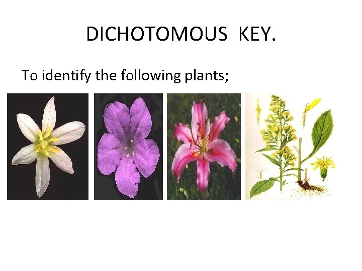 DICHOTOMOUS KEY. To identify the following plants; 