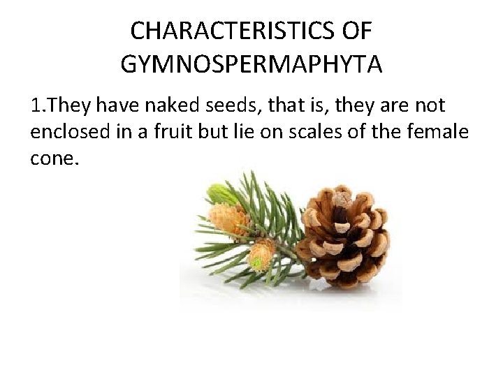 CHARACTERISTICS OF GYMNOSPERMAPHYTA 1. They have naked seeds, that is, they are not enclosed