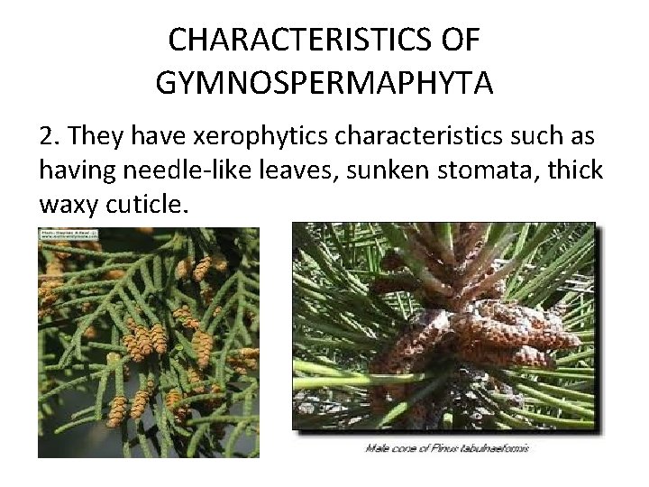 CHARACTERISTICS OF GYMNOSPERMAPHYTA 2. They have xerophytics characteristics such as having needle-like leaves, sunken