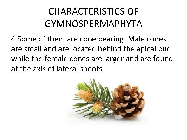 CHARACTERISTICS OF GYMNOSPERMAPHYTA 4. Some of them are cone bearing. Male cones are small