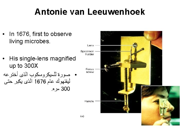 Antonie van Leeuwenhoek • In 1676, first to observe living microbes. • His single-lens