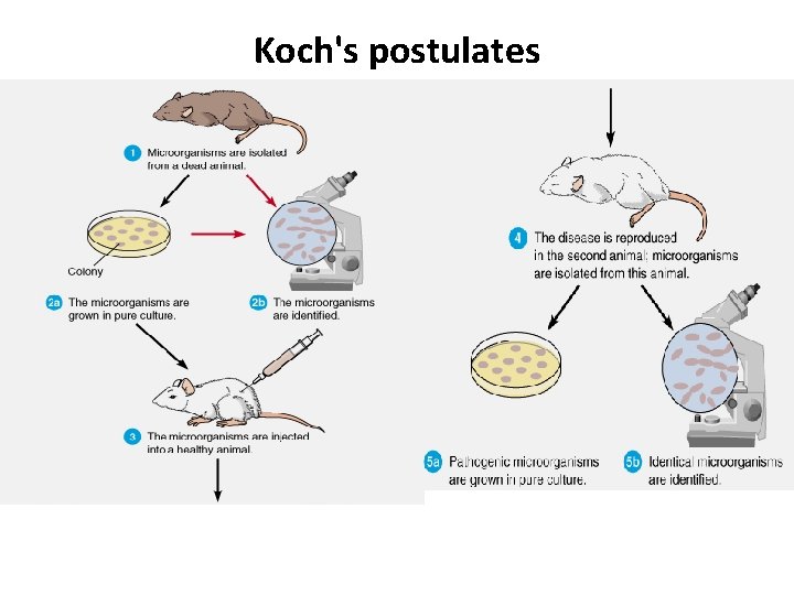 Koch's postulates 