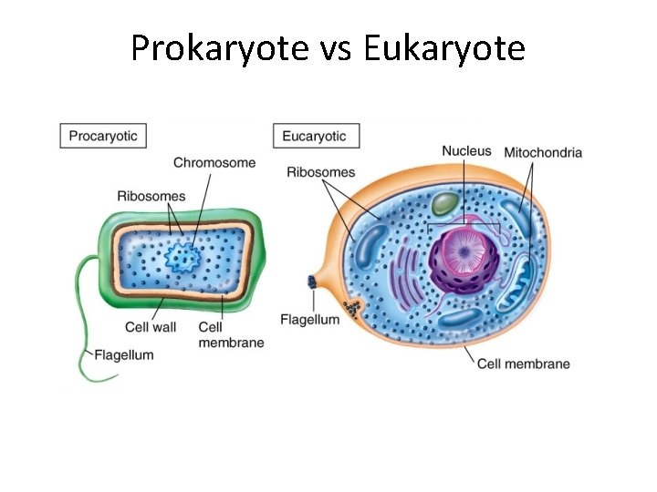 Prokaryote vs Eukaryote 