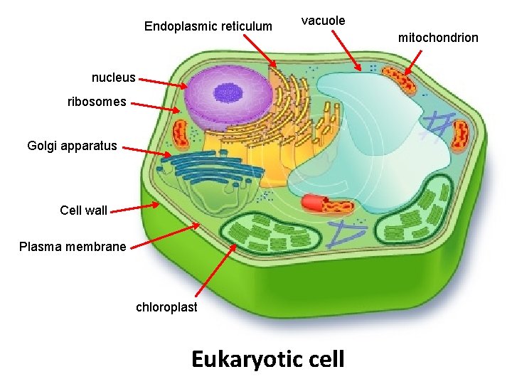 Endoplasmic reticulum vacuole nucleus ribosomes Golgi apparatus Cell wall Plasma membrane chloroplast Eukaryotic cell