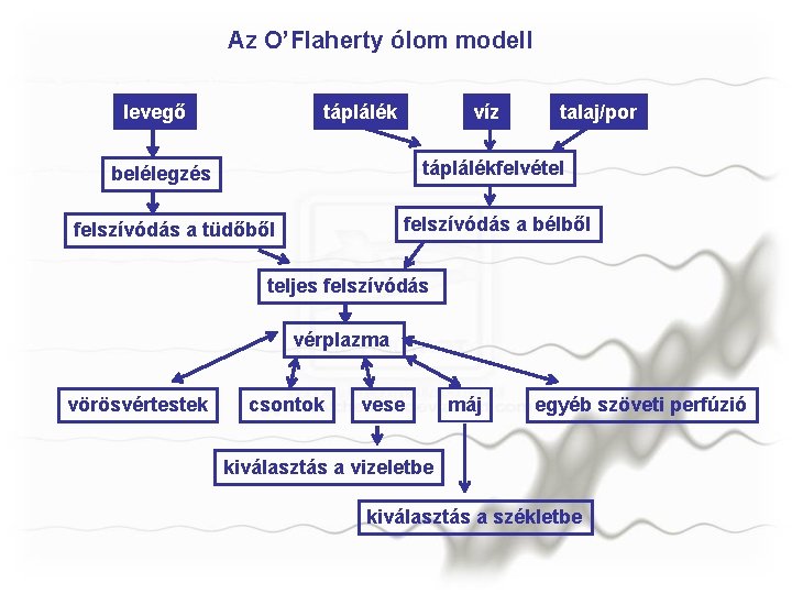 Az O’Flaherty ólom modell levegő táplálék víz talaj/por táplálékfelvétel belélegzés felszívódás a bélből felszívódás
