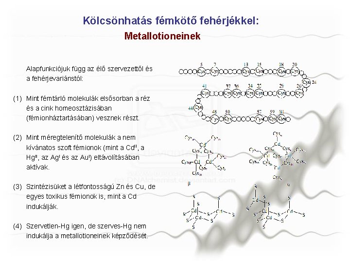 Kölcsönhatás fémkötő fehérjékkel: Metallotioneinek Alapfunkciójuk függ az élő szervezettől és a fehérjevariánstól: (1) Mint