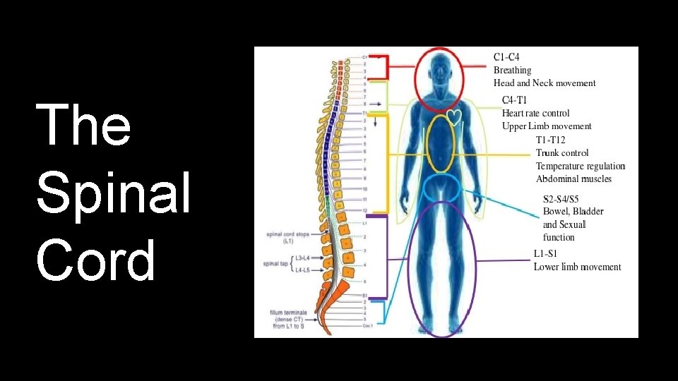 The Spinal Cord 