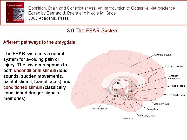 Cognition, Brain and Consciousness: An Introduction to Cognitive Neuroscience Edited by Bernard J. Baars