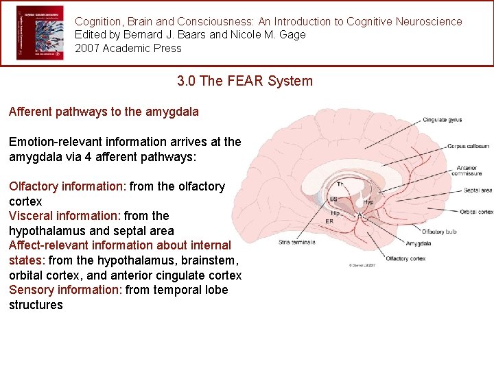 Cognition, Brain and Consciousness: An Introduction to Cognitive Neuroscience Edited by Bernard J. Baars