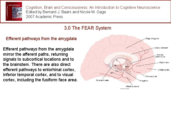 Cognition, Brain and Consciousness: An Introduction to Cognitive Neuroscience Edited by Bernard J. Baars