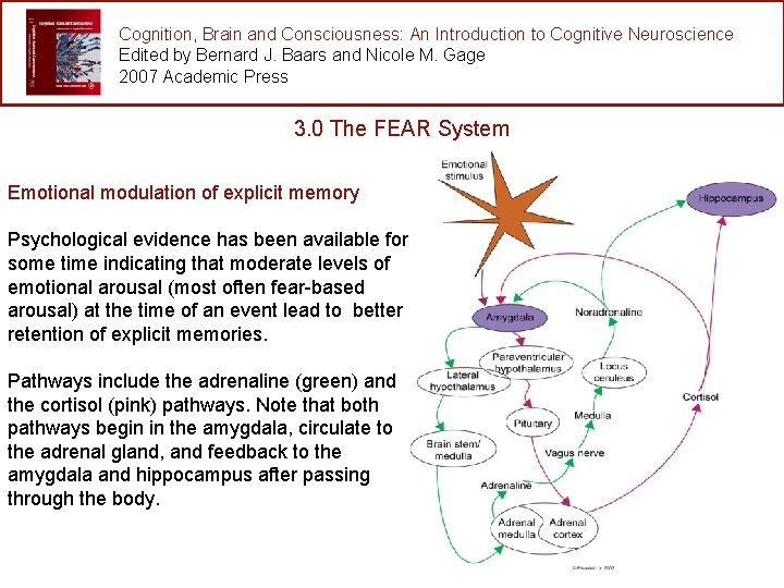 Cognition, Brain and Consciousness: An Introduction to Cognitive Neuroscience Edited by Bernard J. Baars