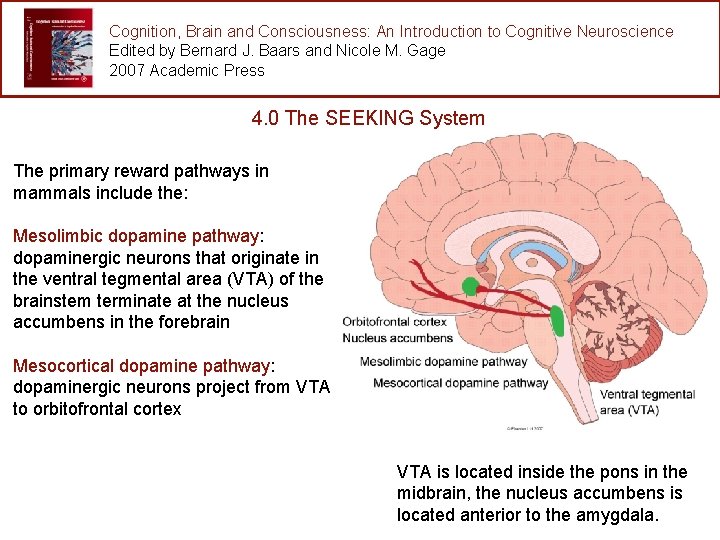 Cognition, Brain and Consciousness: An Introduction to Cognitive Neuroscience Edited by Bernard J. Baars