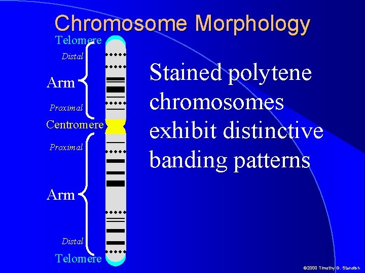 Chromosome Morphology Telomere Distal Arm Proximal Centromere Proximal Stained polytene chromosomes exhibit distinctive banding