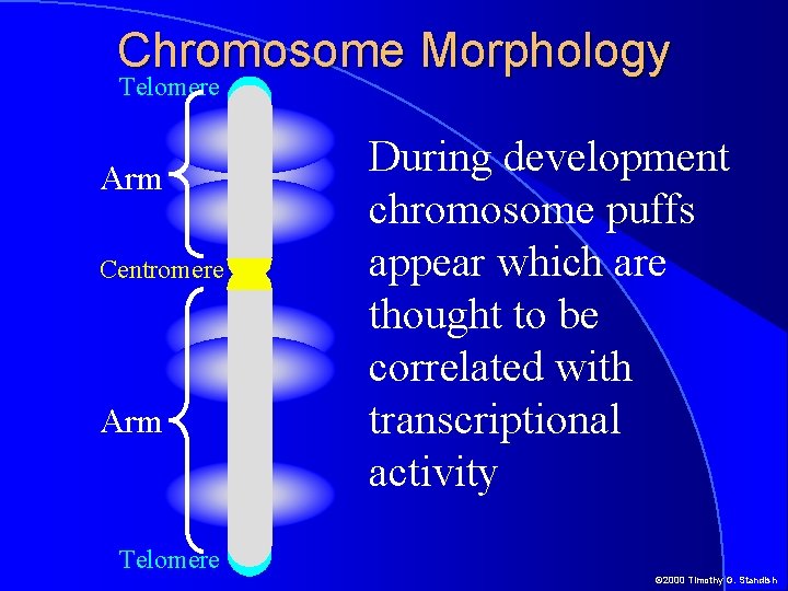 Chromosome Morphology Telomere Arm Centromere Arm During development chromosome puffs appear which are thought