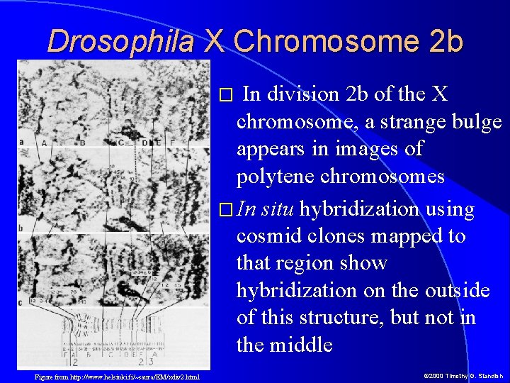 Drosophila X Chromosome 2 b In division 2 b of the X chromosome, a