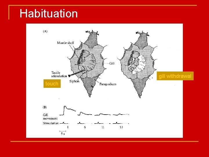 Habituation gill withdrawal touch 