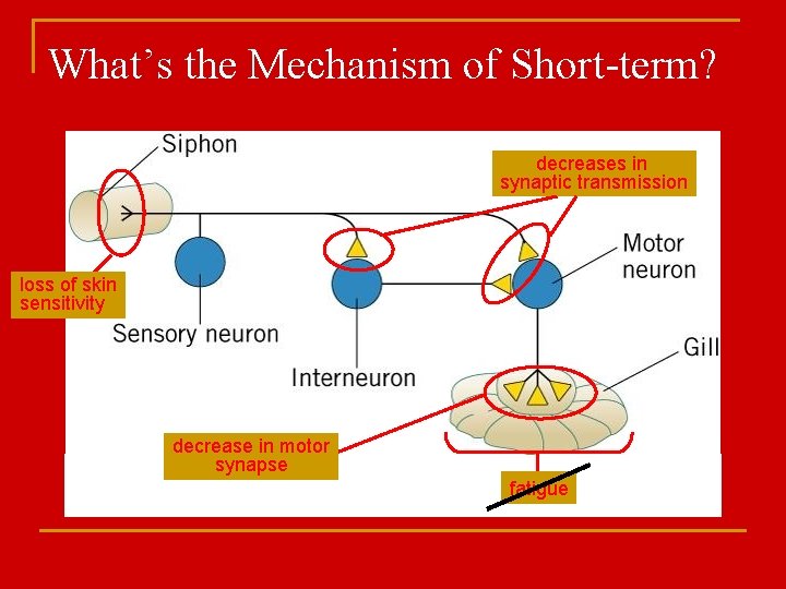 What’s the Mechanism of Short-term? decreases in synaptic transmission loss of skin sensitivity decrease