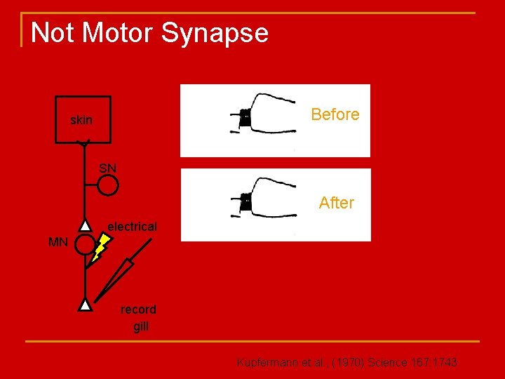 Not Motor Synapse Before skin SN After electrical MN record gill Kupfermann et al.