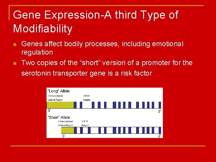 Gene Expression-A third Type of Modifiability n n Genes affect bodily processes, including emotional