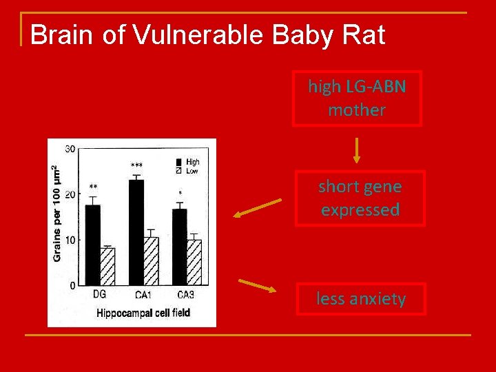 Brain of Vulnerable Baby Rat high LG-ABN mother short gene expressed less anxiety 