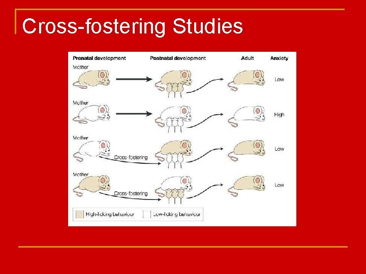 Cross-fostering Studies 