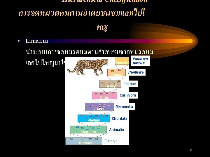 Hierarchical Classification การจดหมวดหมตามลำดบชนจากเลกไปใ หญ • Linnaeus นำระบบการจดหมวดหมตามลำดบชนจากหมวดหม เลกไปใหญมาใช Species Panthera Genus Felidae Family Carnivora