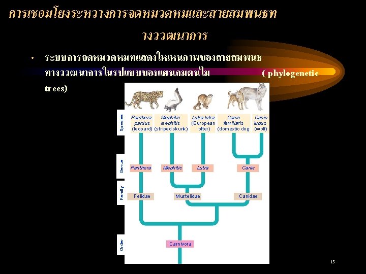 การเชอมโยงระหวางการจดหมวดหมและสายสมพนธท างววฒนาการ Species Panthera Order Family Panthera Mephitis Canis Lutra lutra pardus mephitis familiaris