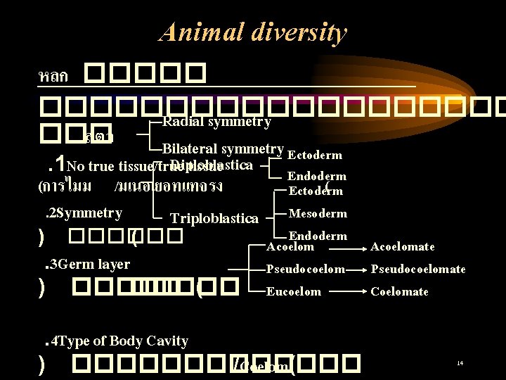 Animal diversity หลก ������������ Radial symmetry ��� สตว Bilateral symmetry Ectoderm Diploblastica. 1 No