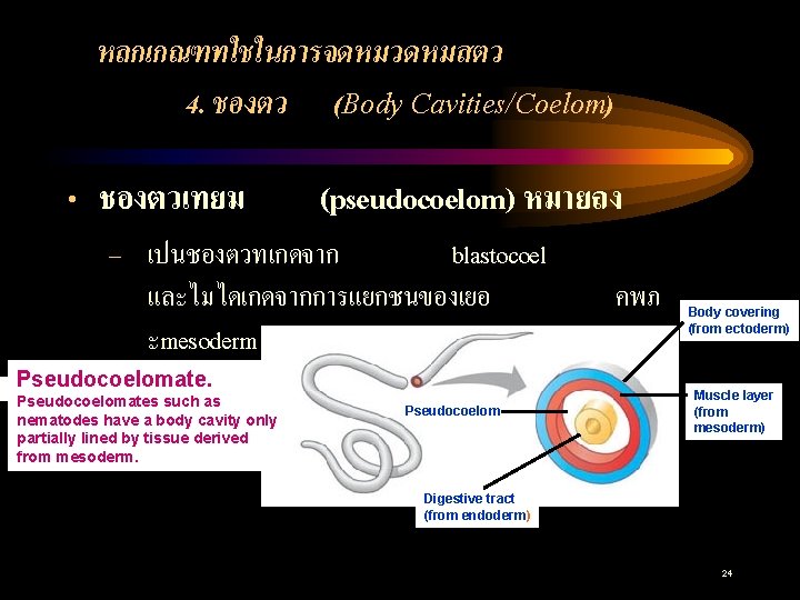 หลกเกณฑทใชในการจดหมวดหมสตว 4. ชองตว (Body Cavities/Coelom) • ชองตวเทยม (pseudocoelom) หมายถง – เปนชองตวทเกดจาก blastocoel และไมไดเกดจากการแยกชนของเยอ ะmesoderm