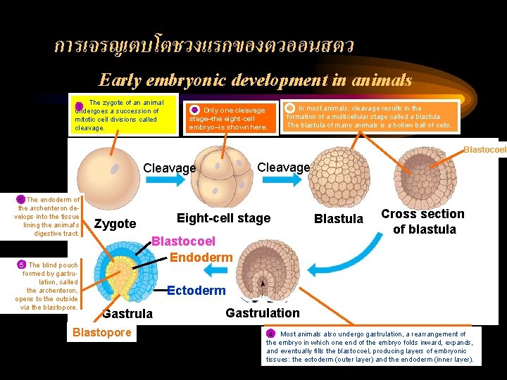 การเจรญเตบโตชวงแรกของตวออนสตว Early embryonic development in animals The zygote of an animal 1 undergoes a