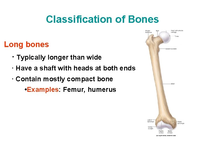 Classification of Bones Long bones · Typically longer than wide · Have a shaft