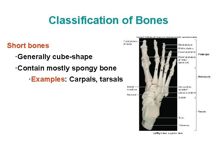 Classification of Bones Short bones ·Generally cube-shape ·Contain mostly spongy bone ·Examples: Carpals, tarsals