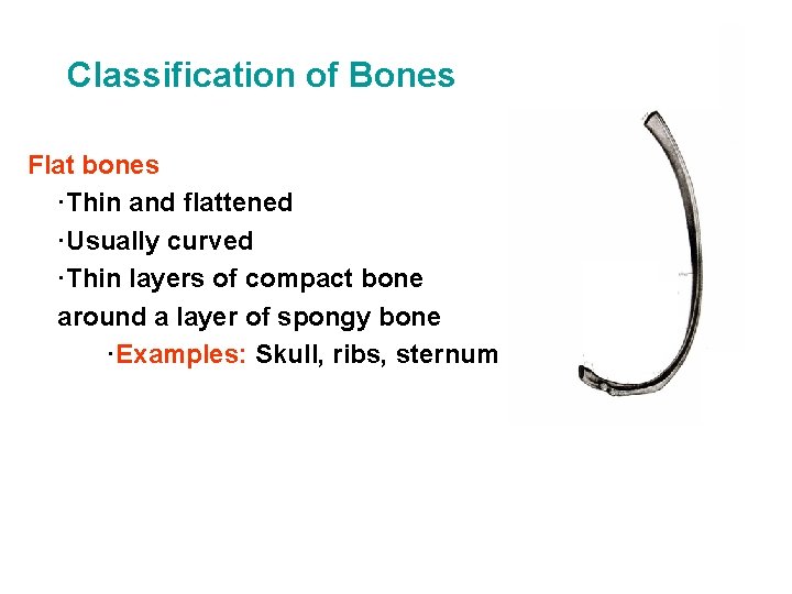 Classification of Bones Flat bones ·Thin and flattened ·Usually curved ·Thin layers of compact