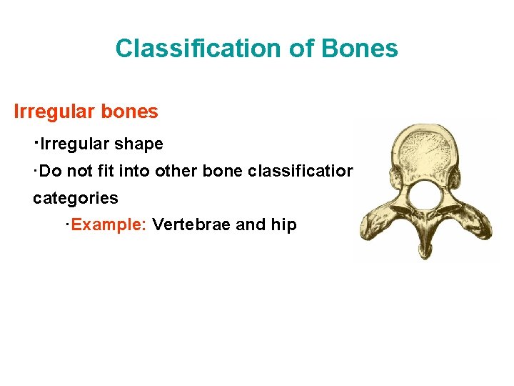 Classification of Bones Irregular bones ·Irregular shape ·Do not fit into other bone classification