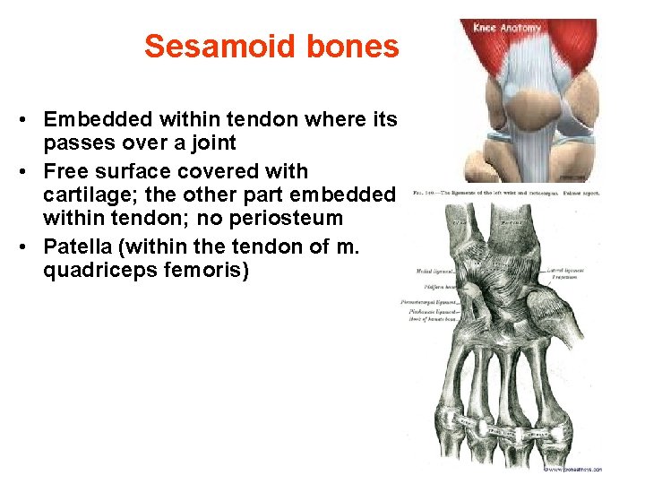 Sesamoid bones • Embedded within tendon where its passes over a joint • Free