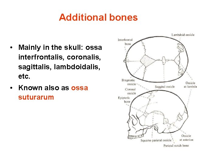 Additional bones • Mainly in the skull: ossa interfrontalis, coronalis, sagittalis, lambdoidalis, etc. •