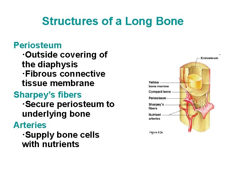 Structures of a Long Bone Periosteum ·Outside covering of the diaphysis ·Fibrous connective tissue