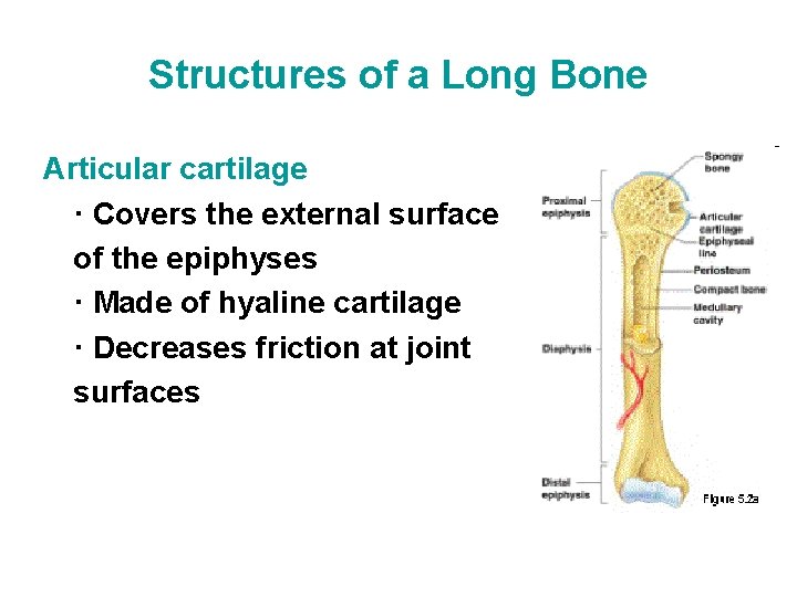 Structures of a Long Bone Articular cartilage · Covers the external surface of the