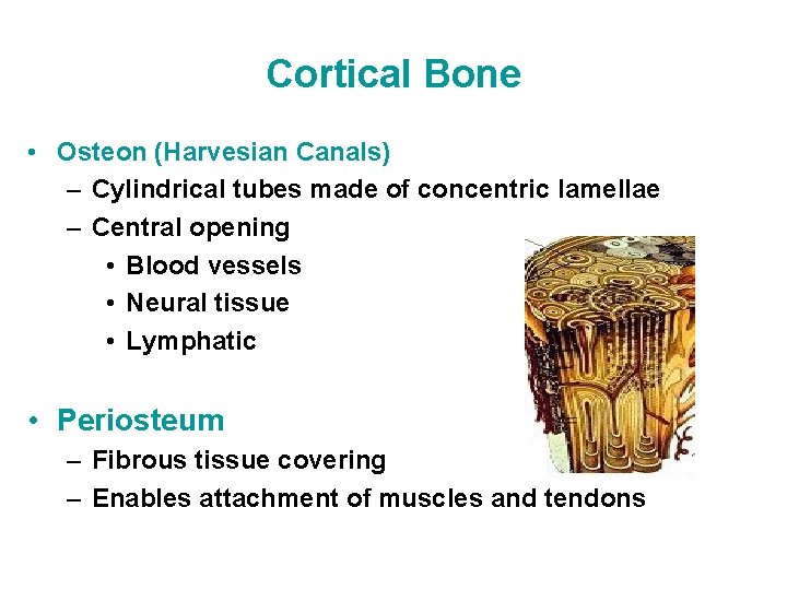 Cortical Bone • Osteon (Harvesian Canals) – Cylindrical tubes made of concentric lamellae –